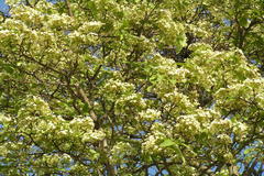 Holarrhena pubescens